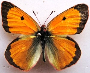 橙黃豆粉蝶fieldii M&eacute;n&eacute;tri&eacute;s