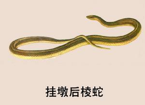 （圖）掛墩後棱蛇