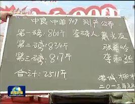 中良中單909 中良中單909