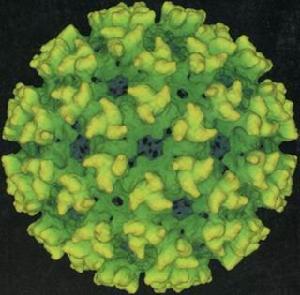 急性脊髓前角灰質炎