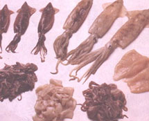 （圖）魷魚(乾)