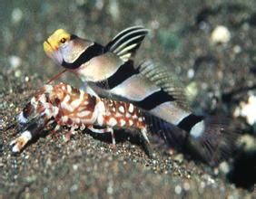 條紋蝦虎 條紋蝦虎