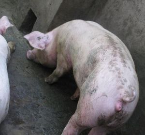 豬黃麴黴毒素中毒