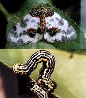 絲棉木金星尺蛾