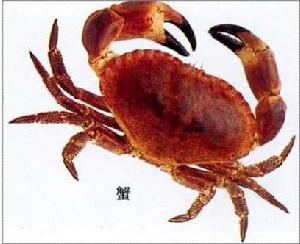 陸蟹 陸蟹