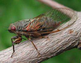 山西姬蟬 山西姬蟬