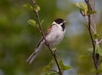 蘆鵐北歐亞種 蘆鵐北歐亞種