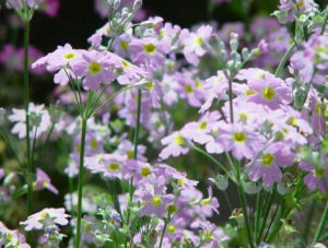 纖柄報春 纖柄報春