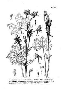 毛茛葉翠雀花 毛茛葉翠雀花