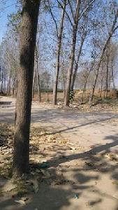 楊莊集鎮李垓村 楊莊集鎮李垓村