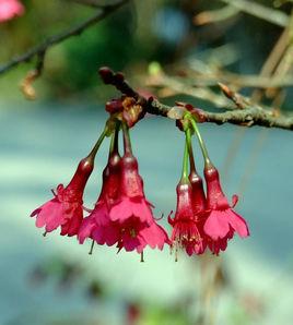 鐘花櫻桃 鐘花櫻桃
