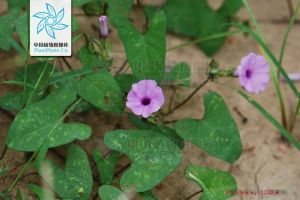 狹花心萼薯 狹花心萼薯