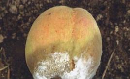 桃樹軟腐病 桃樹軟腐病