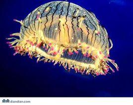 花笠水母 花笠水母