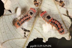 白斑黃毒蛾