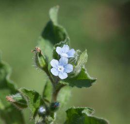 斑種草屬 斑種草屬