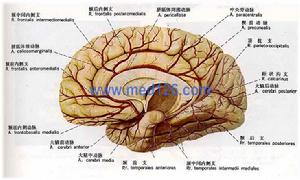 大腦前動脈和大腦後動脈