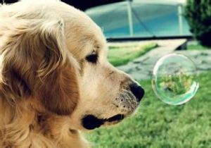 專注[漢語詞語]