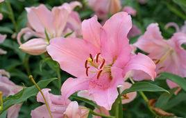 江油百合花 江油百合花