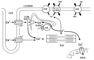 興奮-收縮耦聯 興奮-收縮耦聯