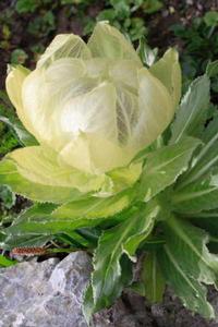 天山野生雪蓮 天山野生雪蓮