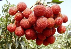 西麗果場 西麗果場