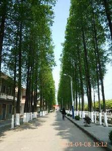 沙湖原種場 沙湖原種場