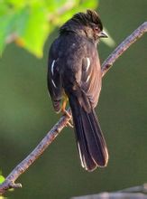 棕肋唧鵐田納西亞種 棕肋唧鵐田納西亞種