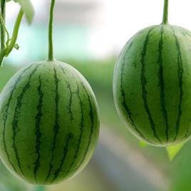 口口脆西瓜 口口脆西瓜