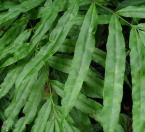 白沙鳳尾蕨 白沙鳳尾蕨