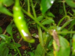 尤鄧村特色產業－辣椒<a name="ref_&#91;9&#93;"></a>