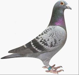 瓦灰鴿 瓦灰鴿