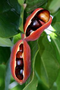 頻婆[梧桐科植物]