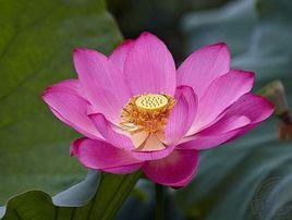 西湖紅蓮 西湖紅蓮