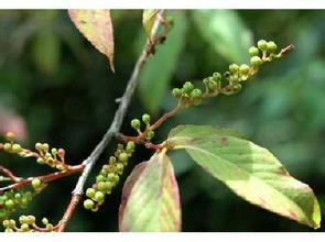 毛果南芥 毛果南芥