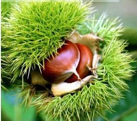 沙早一號 沙早一號