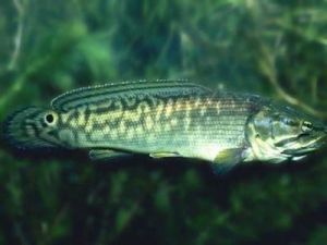 弓鰭魚目 弓鰭魚目