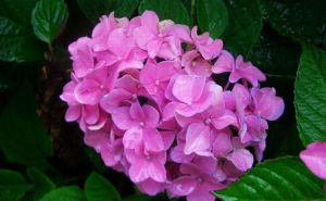 粉背繡球 粉背繡球