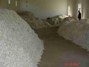 （圖）蠶桑產業