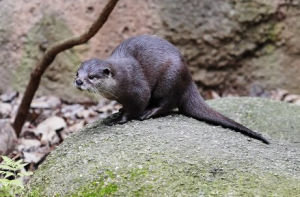 小爪水獺 小爪水獺