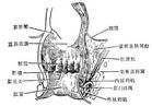 肛門括約肌