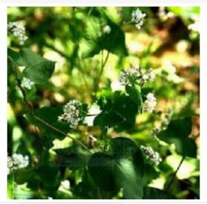 疏穗野蕎麥 疏穗野蕎麥