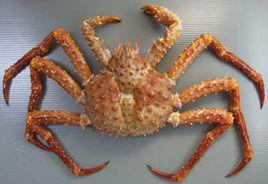 短足擬石蟹 短足擬石蟹