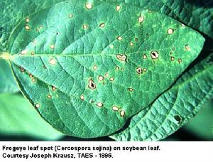 大豆灰斑病 大豆灰斑病