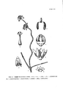 肉珊瑚（中國種子植物科屬辭典）鐵珊、珊瑚、無葉藤（廣東海南）圖版106
