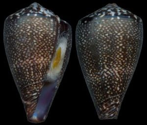 德拉諾伊芋螺 德拉諾伊芋螺