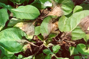 菸草疫霉 菸草疫霉