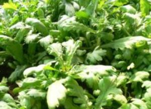 大葉茼蒿 大葉茼蒿