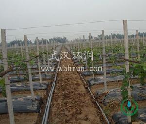 葡萄滴灌——武漢環潤