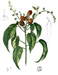 巴豆亞科 巴豆亞科